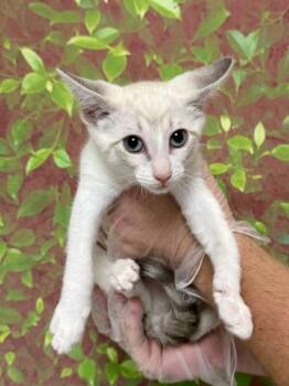 GERI -  Domestic Short Hair Cat for Adoption in San Antonio, Texas - GERI | PetCurious