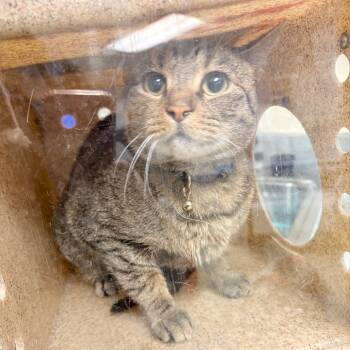 Rescue Domestic Short Hair Cats for Adoption in Philadelphia, Pennsylvania - Soso | PetCurious