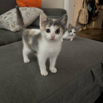 Gretchen & Regina -  Domestic Short Hair Cat for Adoption in Richmond, Virginia - Gretchen & Regina | PetCurious