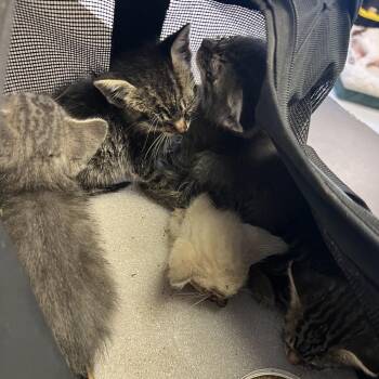 Yahtzee -  Domestic Short Hair Cat Available for Adoption in Lake Jackson, Texas - Yahtzee | PetCurious