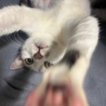 Miracle -  Domestic Short Hair Cat for Adoption in Fort Lauderdale, Florida - Miracle | PetCurious