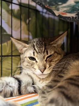 Morgan -  Domestic Short Hair Cat for Adoption in Okanogan, Washington - Morgan | PetCurious