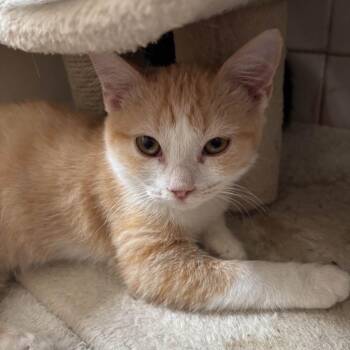 Camel -  Domestic Short Hair Cat for Adoption in Jupiter, Florida - Camel | PetCurious