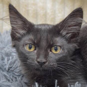Mocha -  Bombay and Domestic Short Hair Cat for Adoption in Huntley, Illinois - Mocha | PetCurious