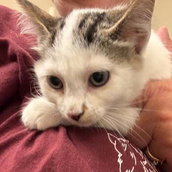 Endora -  Domestic Short Hair Cat for Adoption in Crookston, Minnesota - Endora | PetCurious