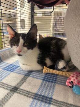 Calvin (Cherry grove) -  Domestic Short Hair Cat for Adoption in Johnson City, Tennessee - Calvin (Cherry Grove) | PetCurious