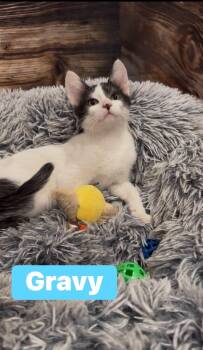 Gravy -  Tuxedo Cat for Adoption in Crown Point, Indiana - Gravy | PetCurious
