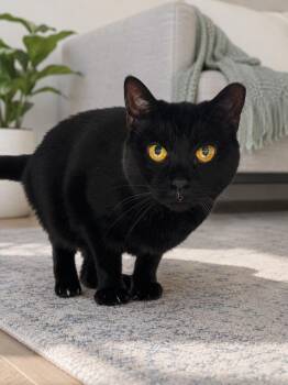 Agatha Orchard -  Domestic Short Hair Cat for Adoption in Mount Laurel Township, New Jersey - Agatha Orchard | PetCurious
