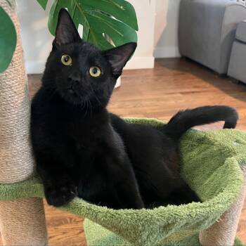 Phil Somers -  Domestic Short Hair Cat for Adoption in Morrison, Colorado - Phil Somers | PetCurious