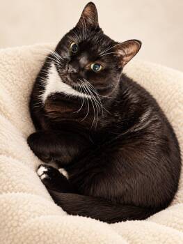 Mercurie -  Tuxedo Cat for Adoption in Miami, Florida - Mercurie | PetCurious