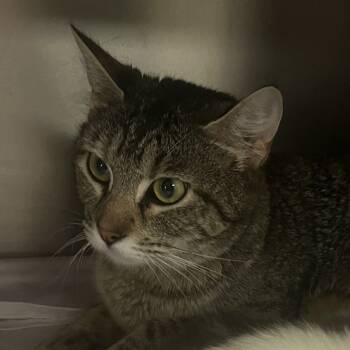 Rescue Domestic Short Hair Cats for Adoption in East St. Louis, Illinois - Candy-C | PetCurious