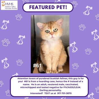 GC 51 -  Scottish Fold Cat for Adoption in Pomona, New York - GC 51 | PetCurious