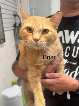 Briar -  Tabby and Domestic Short Hair Cat for Adoption in St. George, Utah - Briar | PetCurious