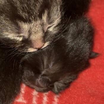 Fable -  Domestic Short Hair Cat Available for Adoption in Monroe, Michigan - Fable | PetCurious