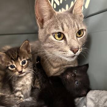 Domestic Short Hair Cats Available for Adoption in Salt Lake City, Utah - Akira | PetCurious