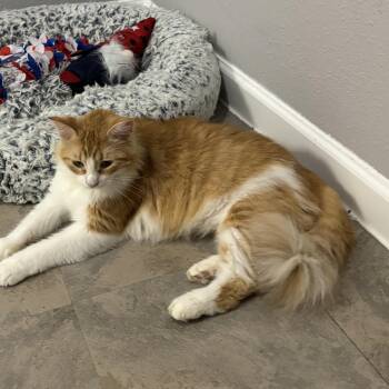Rescue Domestic Long Hair Cats for Adoption in Houston, Texas - Olive | PetCurious