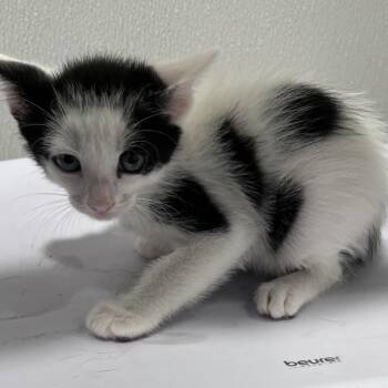 Kari -  Domestic Short Hair Cat for Adoption in Tampa, Florida - Kari | PetCurious