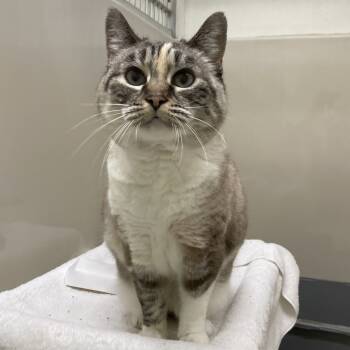 Rescue Siamese and Domestic Short Hair Cats for Adoption in St. Helena, California - Snowpuff | PetCurious