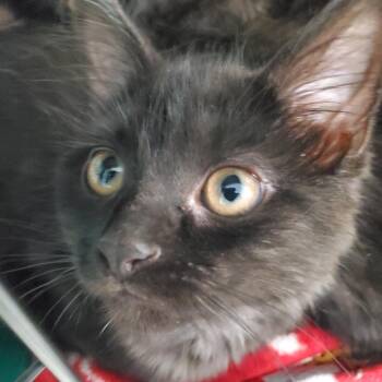 Sassy -  Domestic Long Hair Cat for Adoption in Pittsburgh, Pennsylvania - Sassy | PetCurious