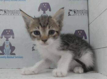 7Brew 5.12.26 (prespay) -  Domestic Short Hair Cat for Adoption in Apopka, Florida - 7Brew 5.12.26 (prespay) | PetCurious