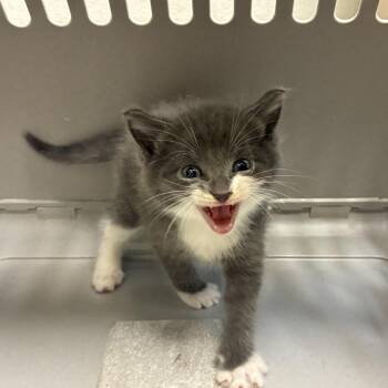72246 -  Domestic Short Hair Cat for Adoption in Harrisonburg, Virginia - 72246 | PetCurious