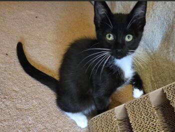 C339 Litter Oreo -  Domestic Short Hair and Tuxedo Cat for Adoption in Livonia, Michigan - C339 Litter Oreo | PetCurious