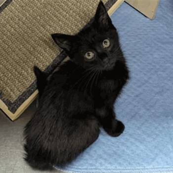 Pluto -  Domestic Short Hair Cat for Adoption in New York, New York - Pluto | PetCurious