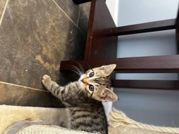 Domestic Short Hair Cats Available for Adoption in Syosset, New York - Wasabi | PetCurious