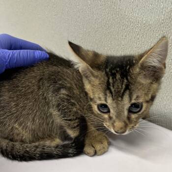 Blake -  Domestic Short Hair Cat for Adoption in Tampa, Florida - Blake | PetCurious