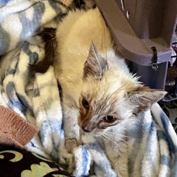 Sandor -  Siamese and Domestic Short Hair Cat for Adoption in Moses Lake, Washington - Sandor | PetCurious