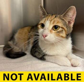 Ginger Rogers -  Domestic Short Hair Cat for Adoption in Eugene, Oregon - Ginger Rogers | PetCurious