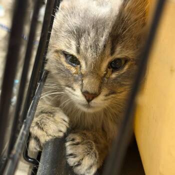 Aileen -  Domestic Long Hair Cat for Adoption in Watertown, New York - Aileen | PetCurious