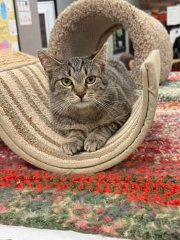 Domestic Short Hair Cats Available for Adoption - Buttons | PetCurious