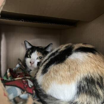 Domestic Short Hair Cats Available for Adoption - Barn Cat (Rivet) | PetCurious