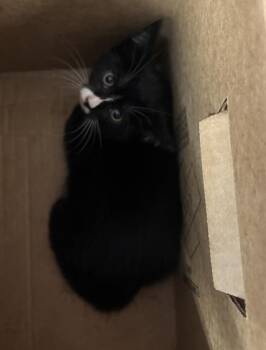 Swiss -  Domestic Short Hair Cat for Adoption in New York, New York - Swiss | PetCurious