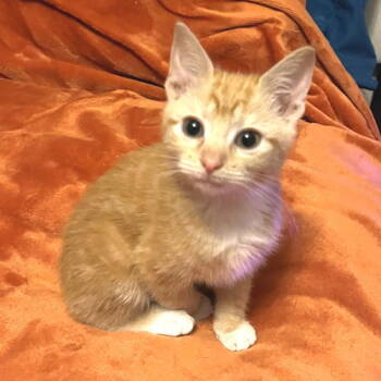 Rescue Tabby Cats for Adoption in Rutherfordton, North Carolina - Tamale | PetCurious