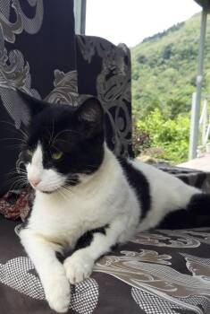 Rescue American Shorthair Cats for Adoption in Toronto, Ontario - Otis | PetCurious