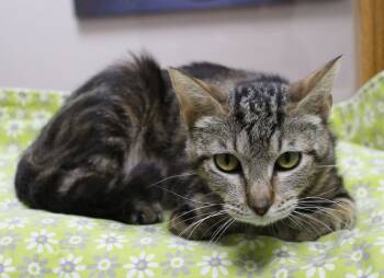 Lolly -  Tabby Cat for Adoption in Portage, Wisconsin - Lolly | PetCurious