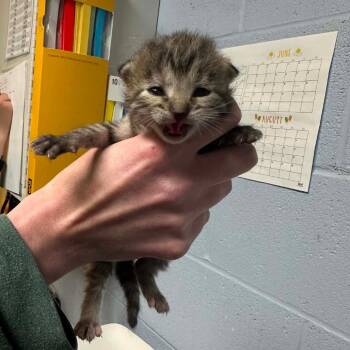 Pavlova -  Domestic Medium Hair Cat for Adoption in Dekalb, Illinois - Pavlova | PetCurious