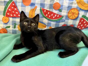 Ebony -  Domestic Short Hair Cat for Adoption in Springfield, Oregon - Ebony | PetCurious