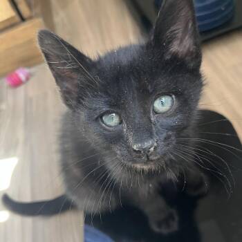 Domestic Short Hair Cats Available for Adoption in Pleasanton, California - Pino | PetCurious