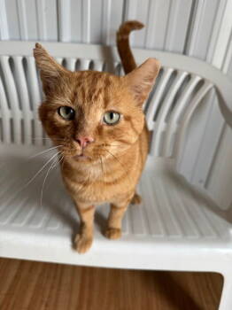 Rescue Domestic Short Hair Cats for Adoption in Apollo, Pennsylvania - Mufasa | PetCurious