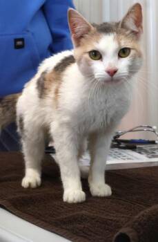 Domestic Short Hair Cats Available for Adoption - Strawberry Shortcake | PetCurious