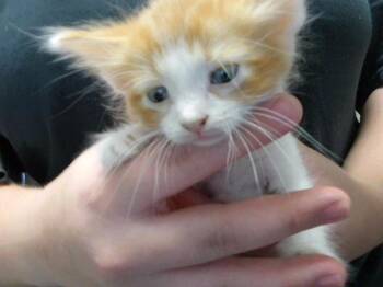 LAZARUS -  Domestic Short Hair Cat for Adoption in Tulsa, Oklahoma - LAZARUS | PetCurious