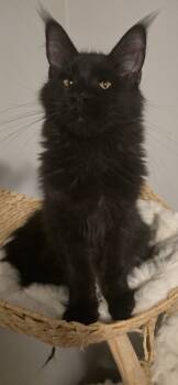 Maine Coon Cats for Sale in Gaylord, Michigan - Panther NOT MIXED | PetCurious