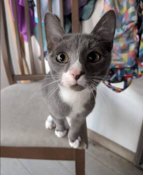 Hippo -  Domestic Short Hair Cat for Adoption in Monticello, Minnesota - Hippo | PetCurious