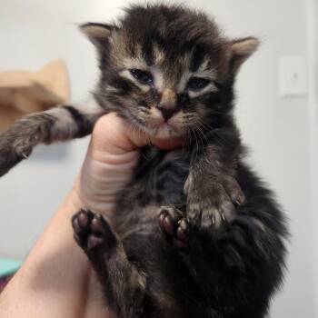 Methuselah -  Domestic Short Hair Cat for Adoption in Layton, Utah - Methuselah | PetCurious