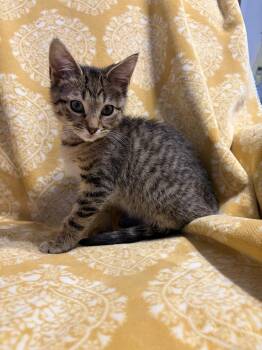Domestic Short Hair Cats Available for Adoption in Wheaton, Illinois - Tarragon | PetCurious