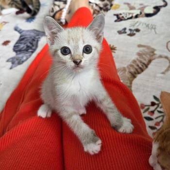 Sweet Pea -  Domestic Short Hair and Siamese Cat for Adoption in Lutz, Florida - Sweet Pea | PetCurious