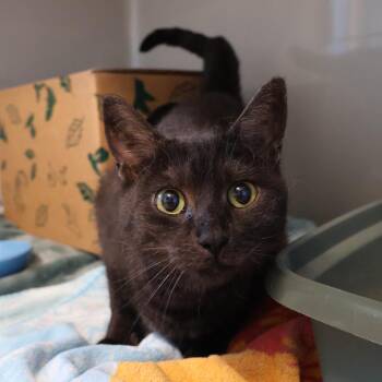 Freddie -  Domestic Short Hair Cat for Adoption in Saint Charles, Missouri - Freddie | PetCurious
